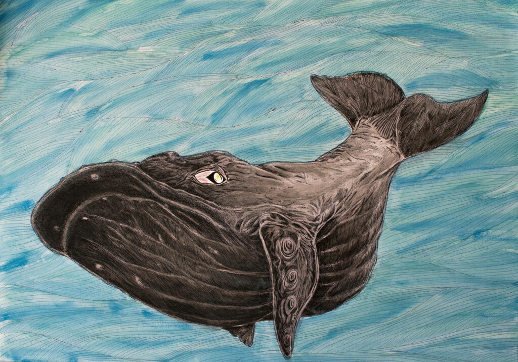 Whale illustrated by Antonio Penalver